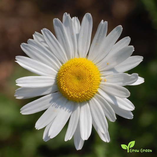 50 seeds of Ox Eye Daisy - LEUCANTHEMUM VULGARE - Oxeye + 5 seeds Sunflower