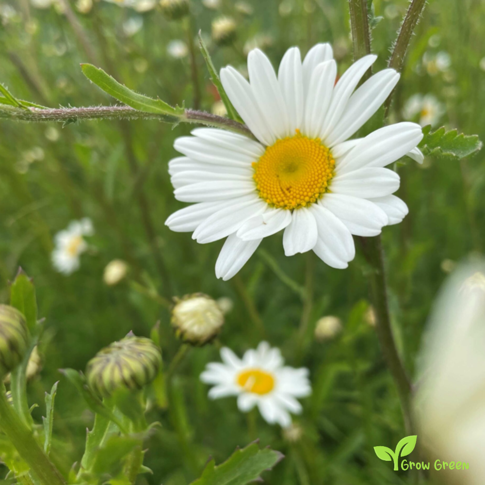 50 seeds of Ox Eye Daisy - LEUCANTHEMUM VULGARE - Oxeye + 5 seeds Sunflower
