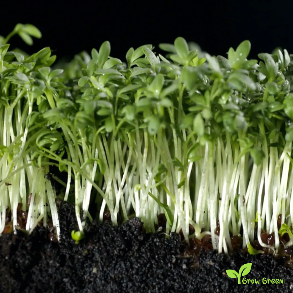 200 seeds of Garden Cress - LEPIDIUM SATIVUM + 5 seeds of Sunflower