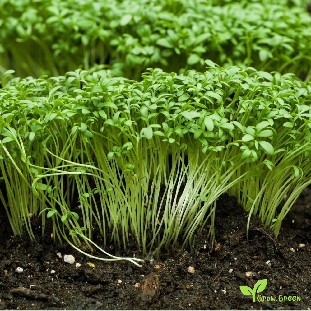 200 seeds of Garden Cress - LEPIDIUM SATIVUM + 5 seeds of Sunflower