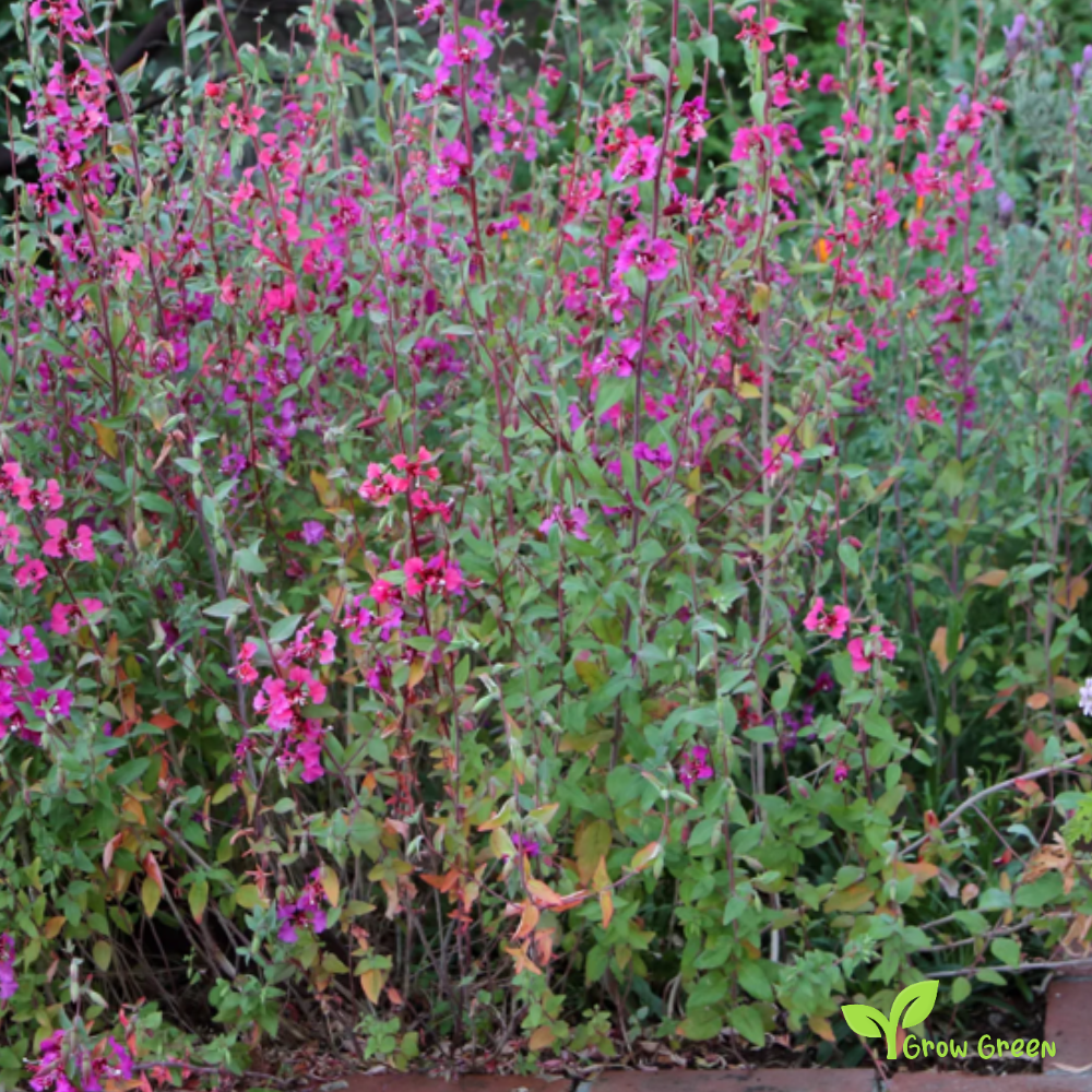 30 seeds of Elegant Clarkia - CLARKIA UNGUICULATA + 5 seeds of Sunflower