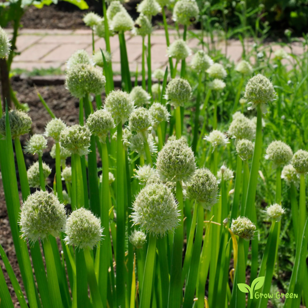 30 seeds of Welsh Onion - ALLIUM FISTULOSUM + 5 seeds of Sunflower
