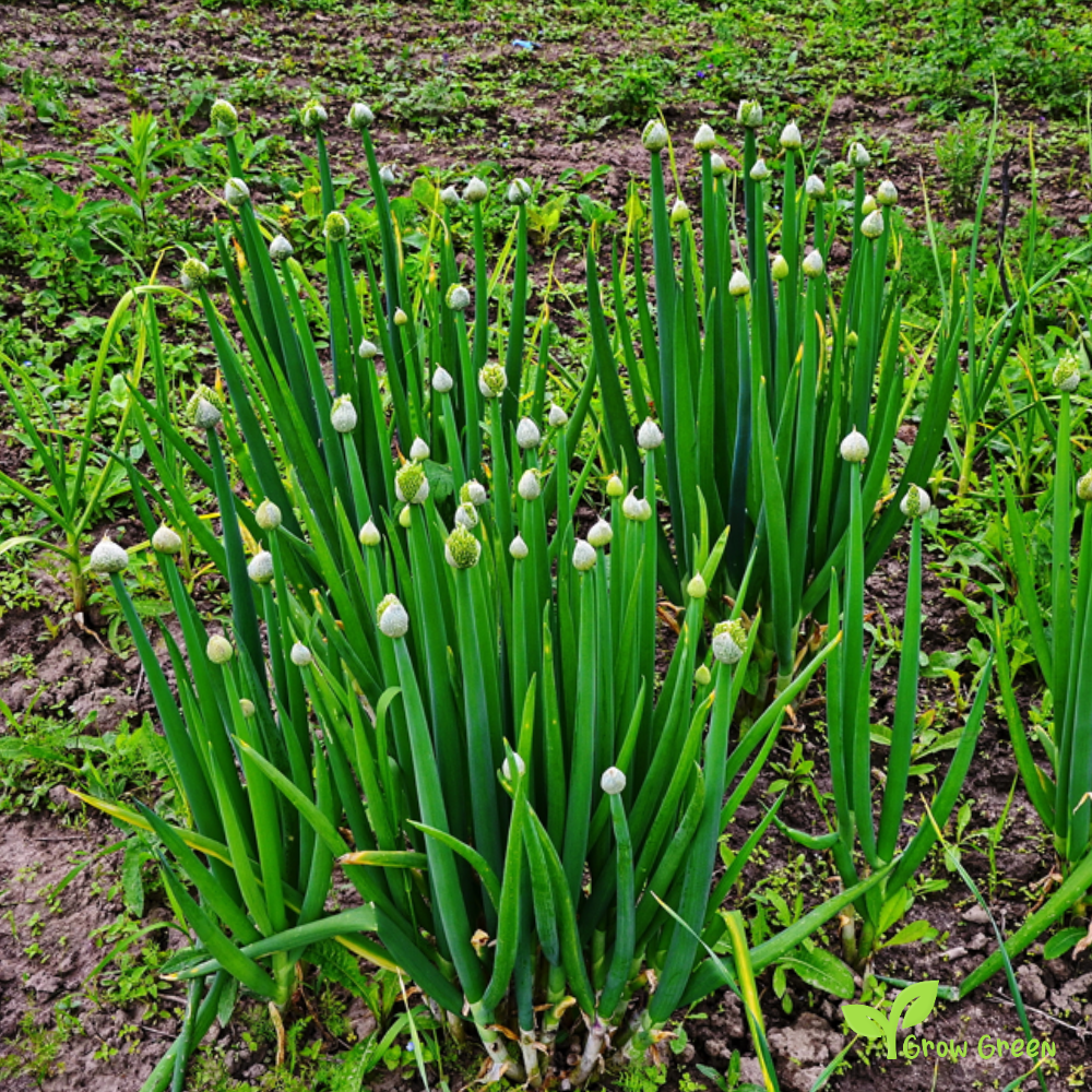 30 seeds of Welsh Onion - ALLIUM FISTULOSUM + 5 seeds of Sunflower