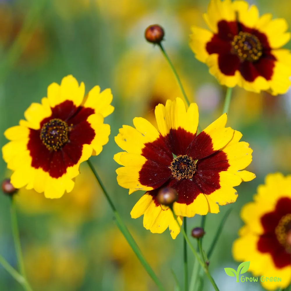 30 seeds of Plains Coeropsis - COEROPSIS TINCTORIA Calliopsis +5seeds Sunflower