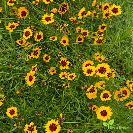 30 seeds of Plains Coeropsis - COEROPSIS TINCTORIA Calliopsis +5seeds Sunflower