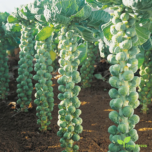 40 seeds of Brussels Sprout - BRASSICA OLERACEA + 5 seeds of Sunflower