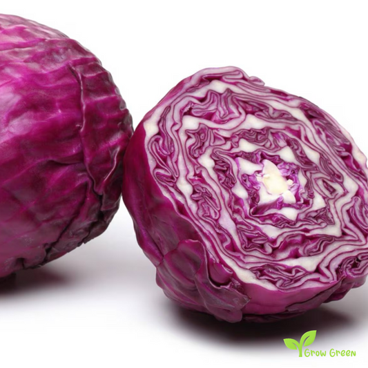 40 seeds of Red Cabbage - BRASSICA OLERACEA + 5 seeds of Sunflower