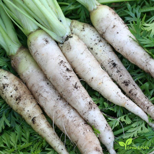 100 seeds of Carrot White - DAUCUS CAROTA - 5 seeds of Sunflower