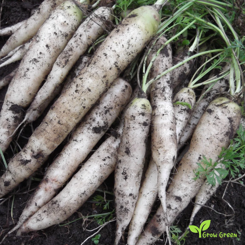 100 seeds of Carrot White - DAUCUS CAROTA - 5 seeds of Sunflower