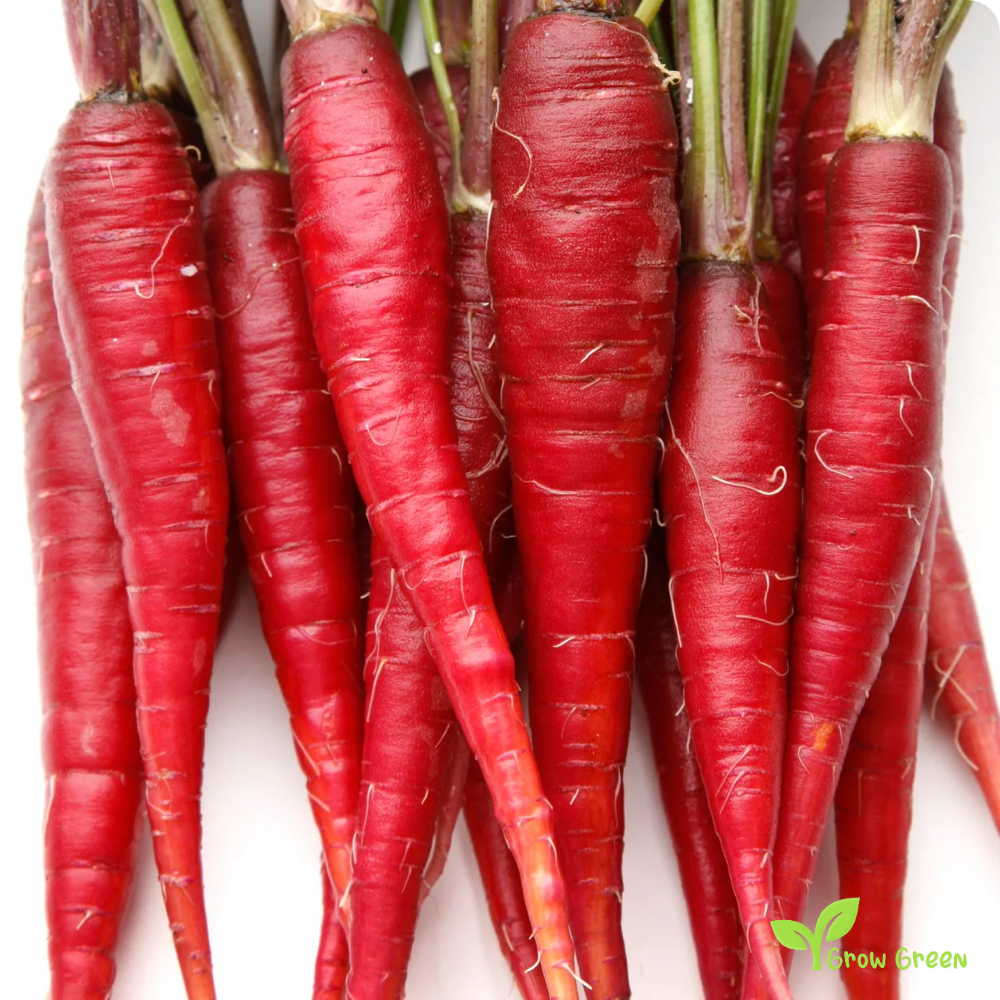 30 seeds of Carrot Red - DAUCUS CAROTA - 5 seeds of Sunflower
