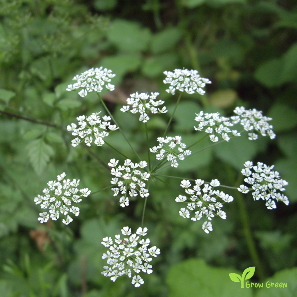50 seeds of Chervil - ANTHRISCUS CEREFOLIUM French Parsley - 5 seeds of Sunflower