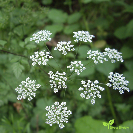 50 seeds of Chervil - ANTHRISCUS CEREFOLIUM French Parsley - 5 seeds of Sunflower