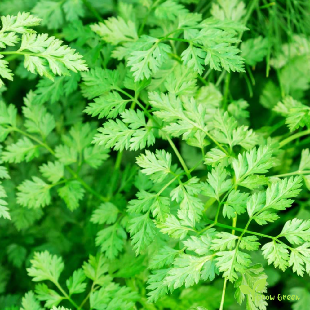 50 seeds of Chervil - ANTHRISCUS CEREFOLIUM French Parsley - 5 seeds of Sunflower