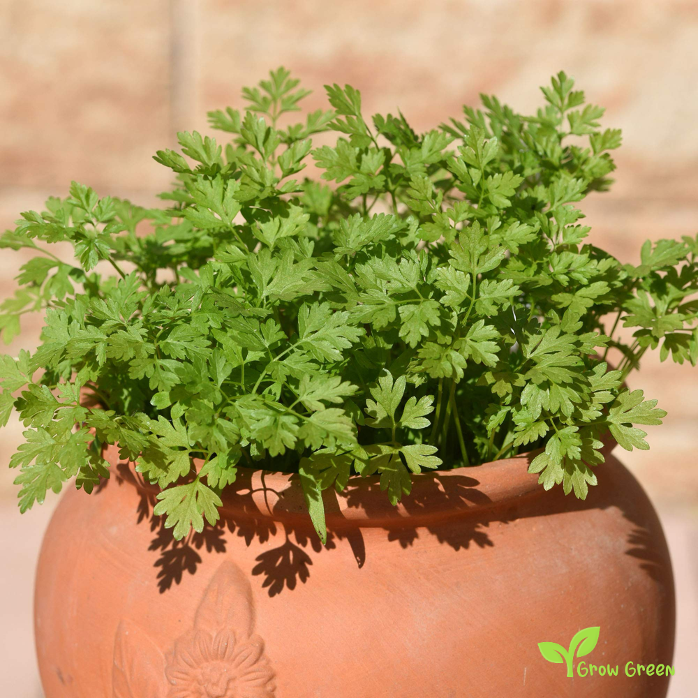 50 seeds of Chervil - ANTHRISCUS CEREFOLIUM French Parsley - 5 seeds of Sunflower