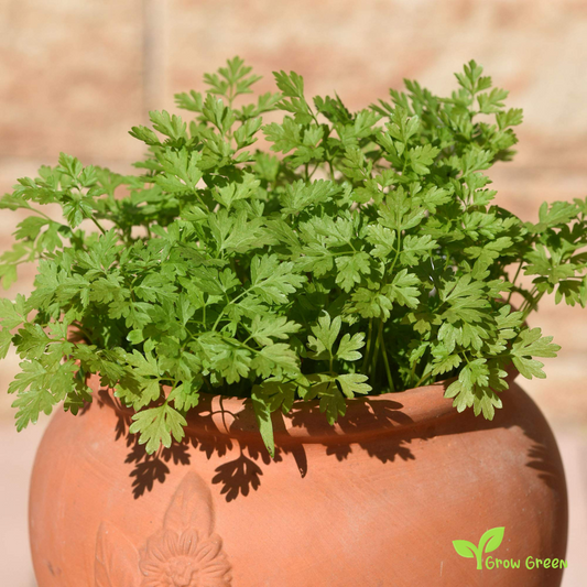 50 seeds of Chervil - ANTHRISCUS CEREFOLIUM French Parsley - 5 seeds of Sunflower