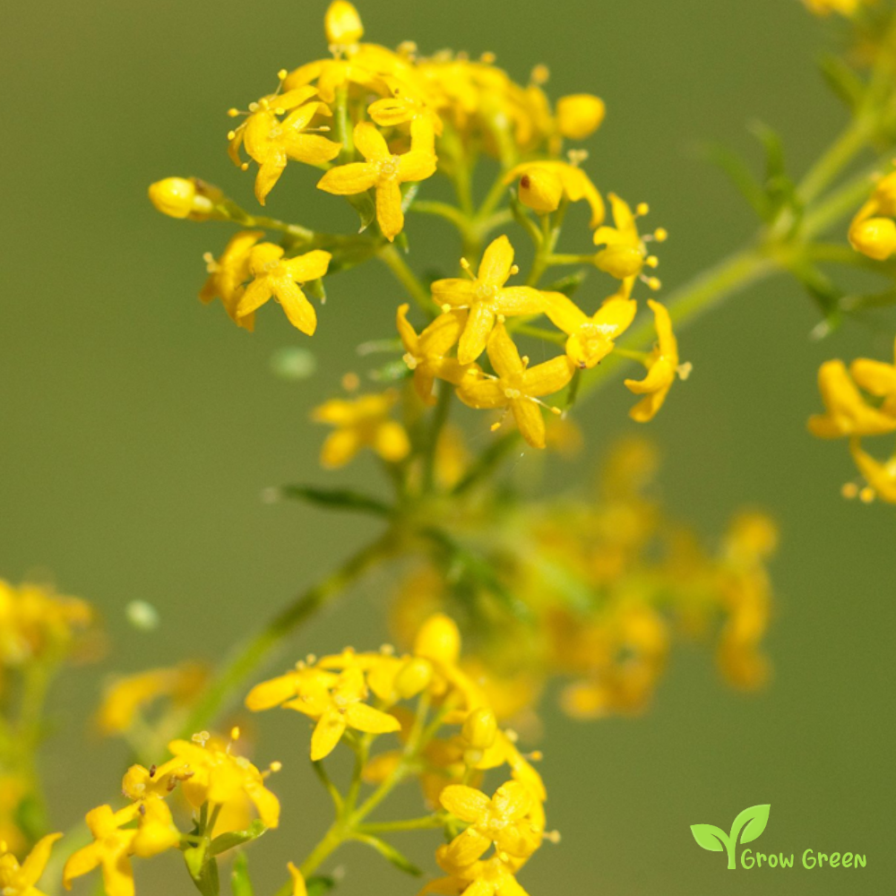 30 seeds of Yellow Lady's Bedstraw - GALIUM VERUM - 5 seeds of Sunflower