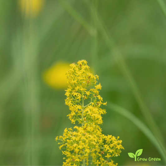 30 seeds of Yellow Lady's Bedstraw - GALIUM VERUM - 5 seeds of Sunflower