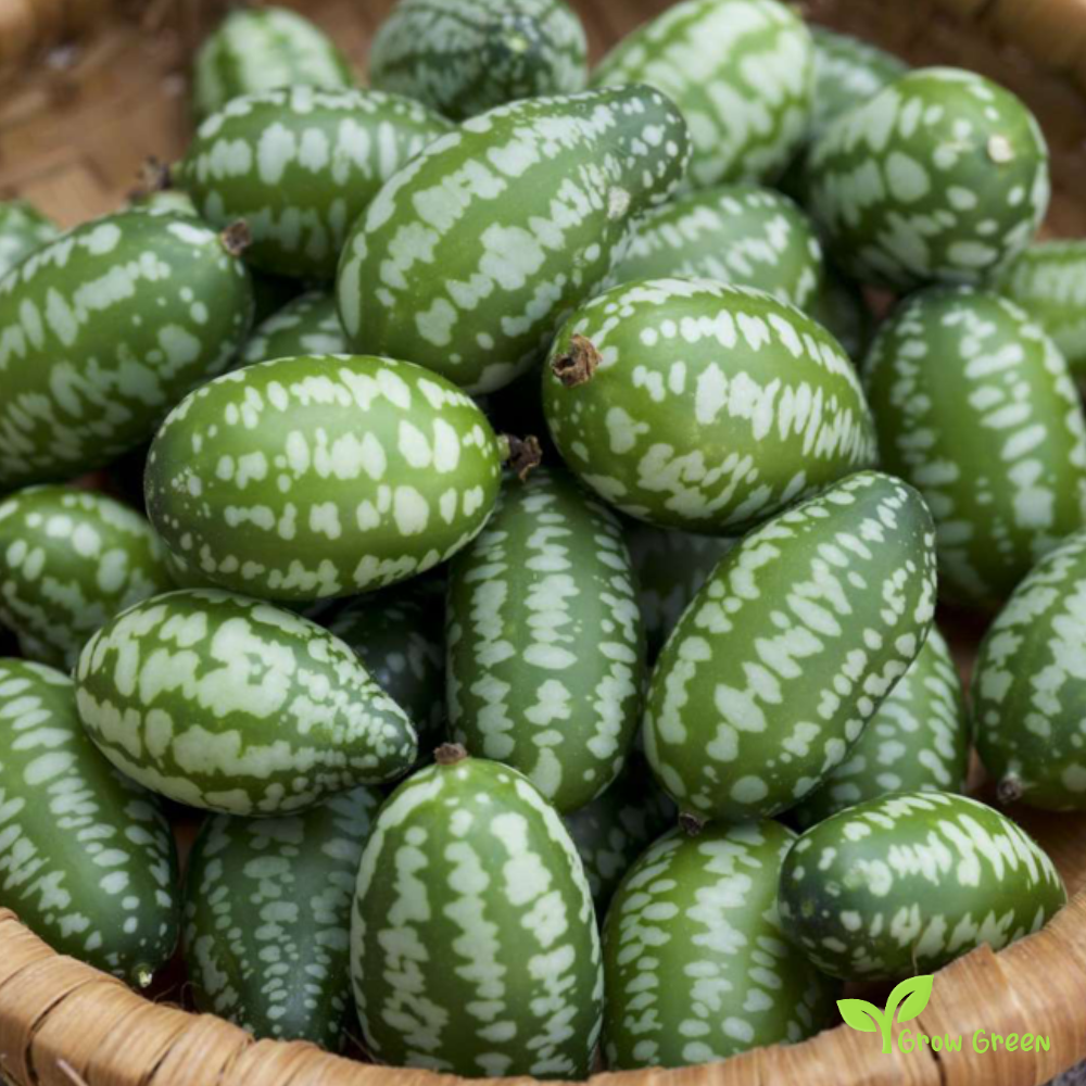 3 seeds of Cucamelon - MELOTHRIA SCABRA - Mini Watermelon - 5 seeds of Sunflower