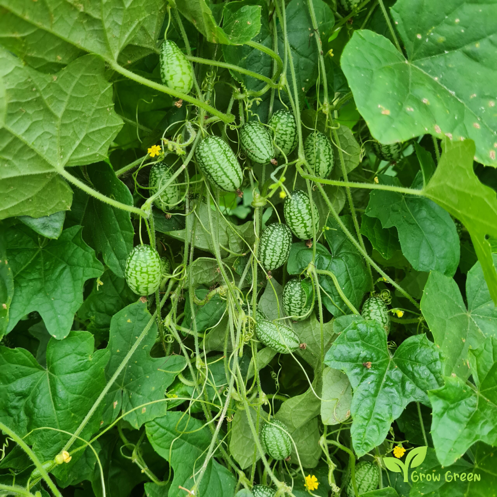3 seeds of Cucamelon - MELOTHRIA SCABRA - Mini Watermelon - 5 seeds of Sunflower