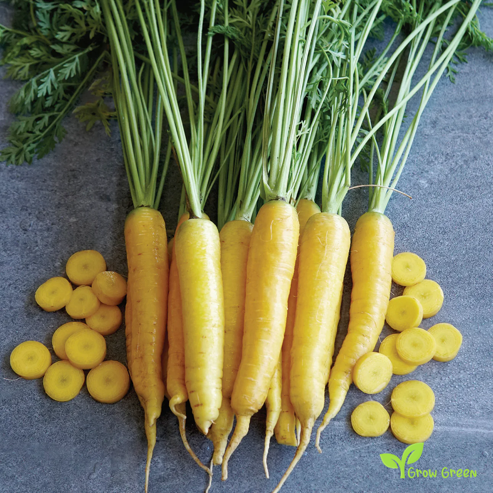 30 seeds of Carrot Yellow - DAUCUS CAROTA  - 5 seeds of Sunflower