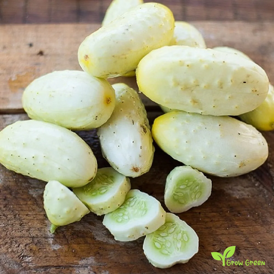 3 seeds of White Cucumber - CUCUMIS SATIVUS - 5 seeds of Sunflower
