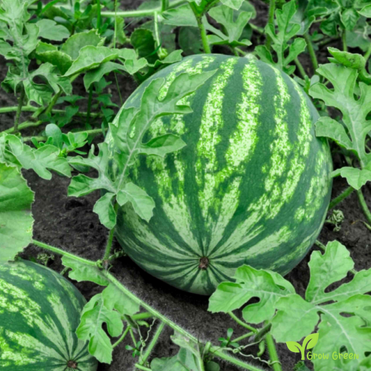 30 seeds of Watermelon - CITRULLUS IANATUS - 5 seeds of Sunflower