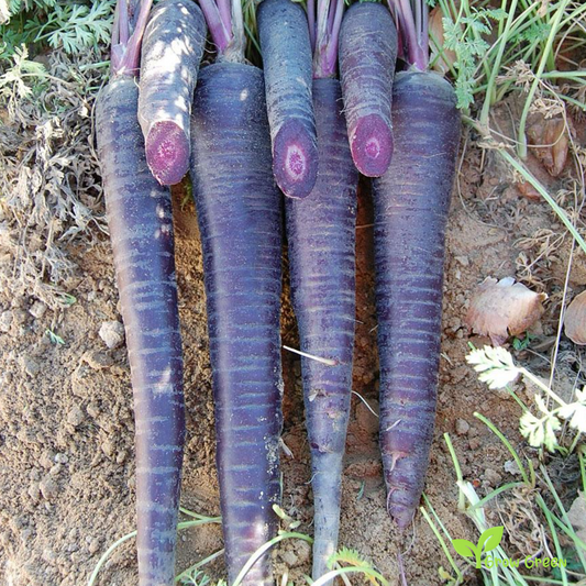 30 seeds of Carrot Purple - DAUCUS CAROTA  - 5 seeds of Sunflower