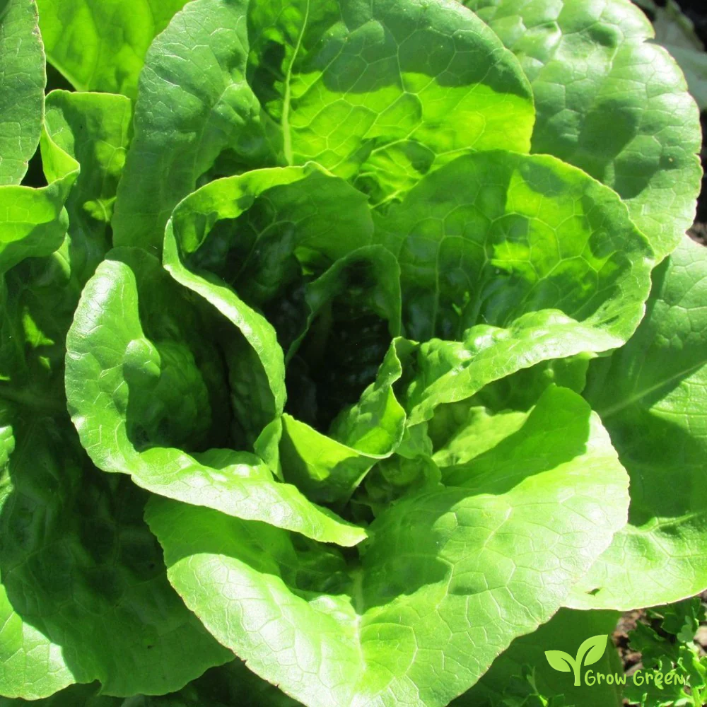 50 seeds of Lettuce All Year Round - LACTUCA SATIVA - Salad - 5 seeds of Sunflower