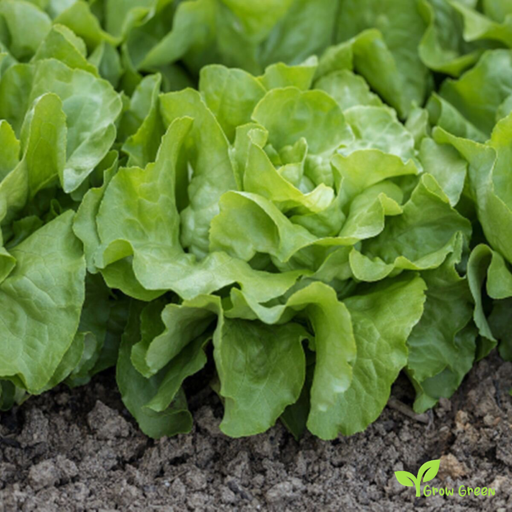50 seeds of Lettuce All Year Round - LACTUCA SATIVA - Salad - 5 seeds of Sunflower