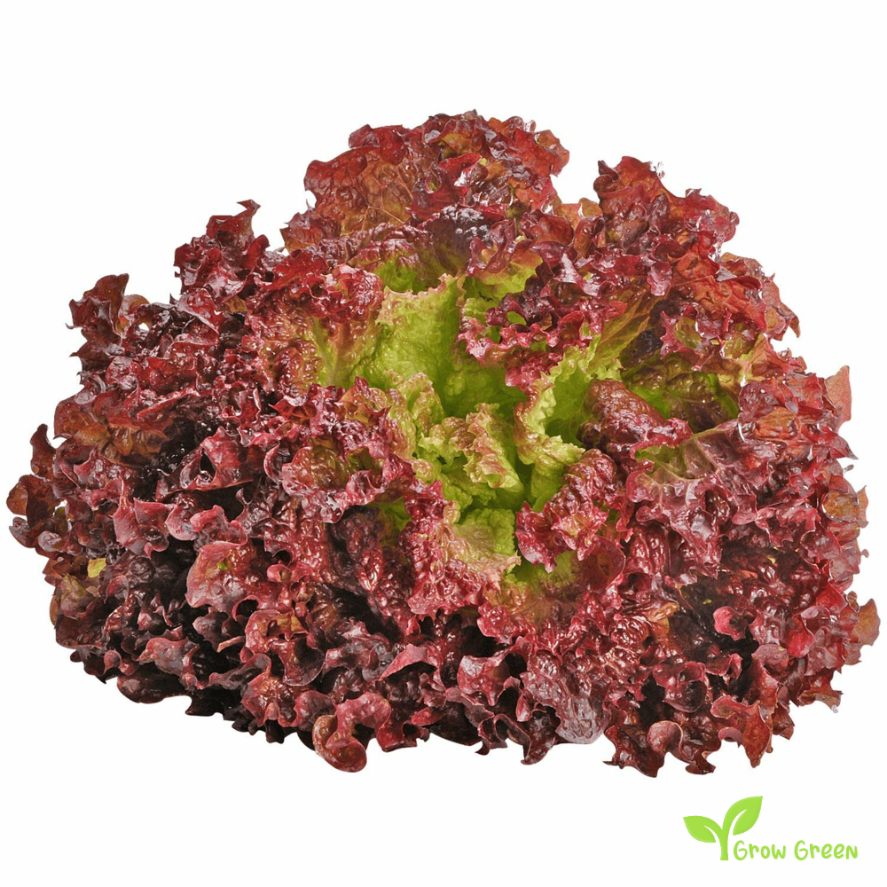 100 seeds Lettuce Lollo Rossa LACTUCA SATIVA Red Coral Salad - 5 seeds of Sunflower