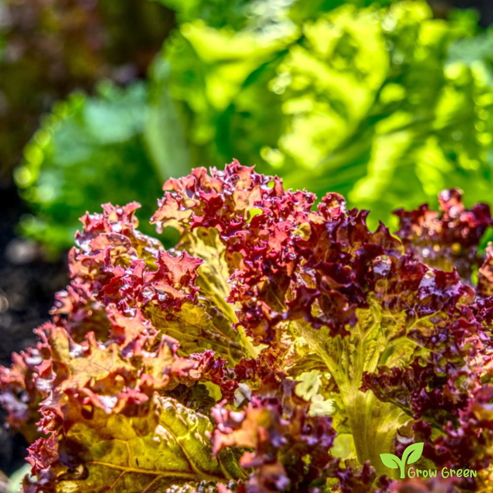 100 seeds Lettuce Lollo Rossa LACTUCA SATIVA Red Coral Salad - 5 seeds of Sunflower