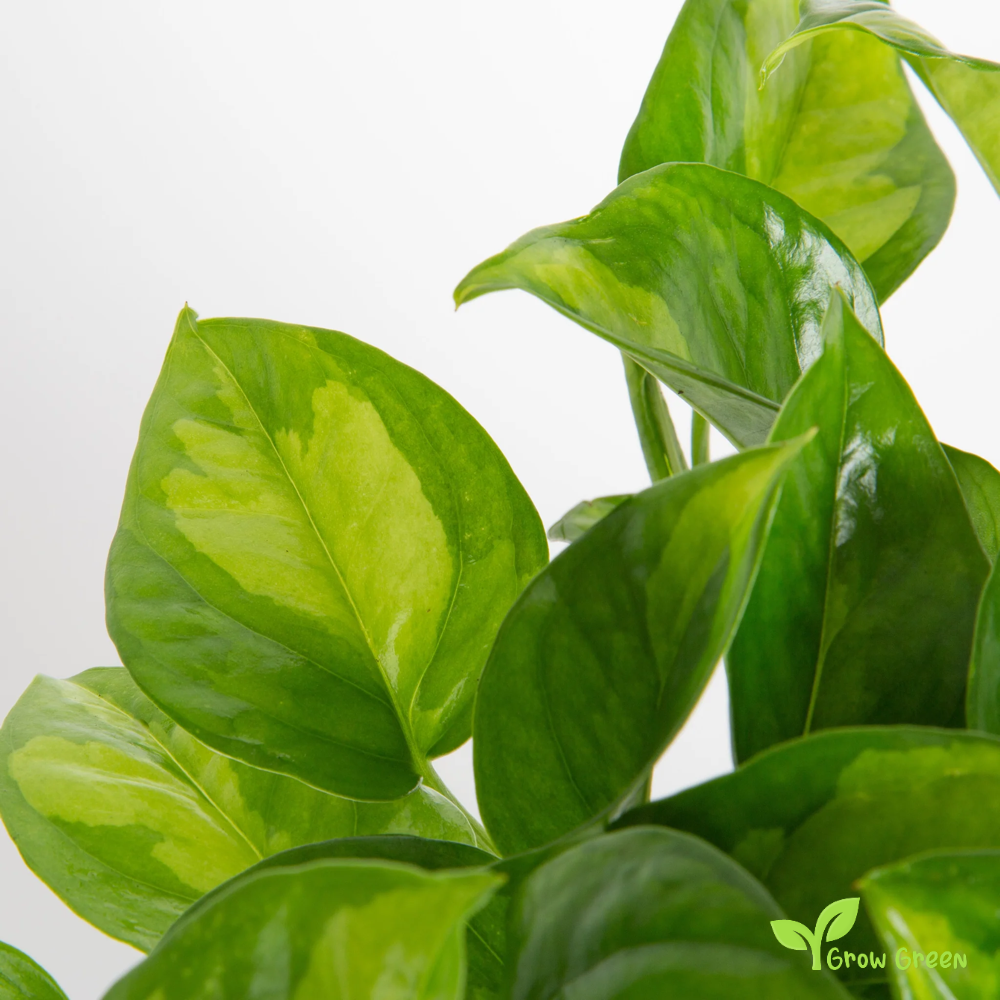 1 Rooted cutting node of Pothos Global Green Plant - EPIPREMNUM AUREUM + Gift 5 seeds of Sunflower