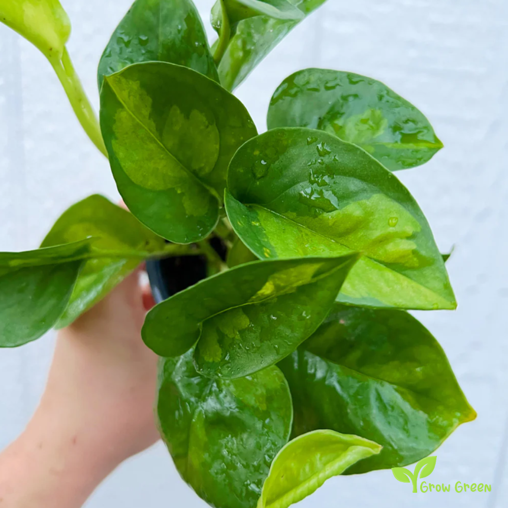 1 Rooted cutting node of Pothos Global Green Plant - EPIPREMNUM AUREUM + Gift 5 seeds of Sunflower