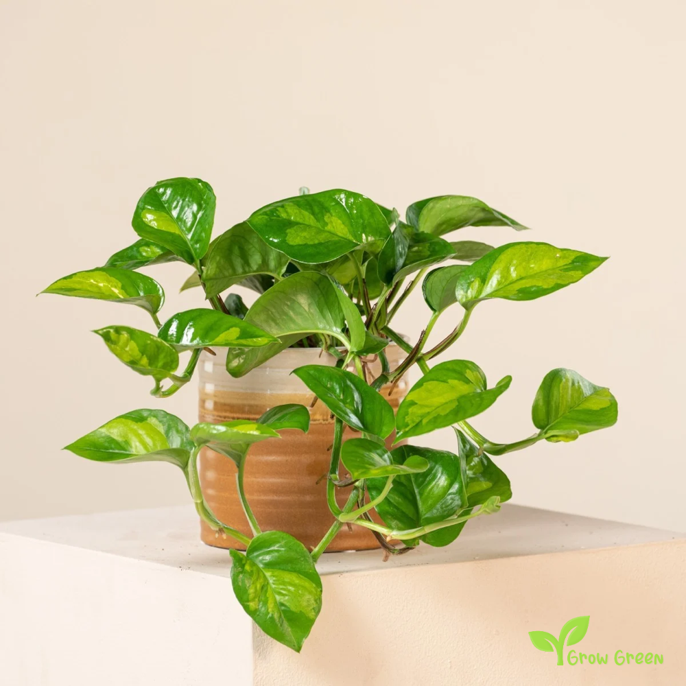 1 Rooted cutting node of Pothos Global Green Plant - EPIPREMNUM AUREUM + Gift 5 seeds of Sunflower