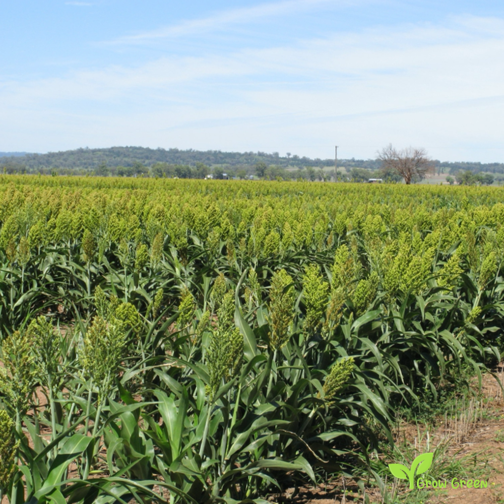 100 seeds of Jowar - SORGHUM BICOLOR + Gift 5 seeds Sunflower