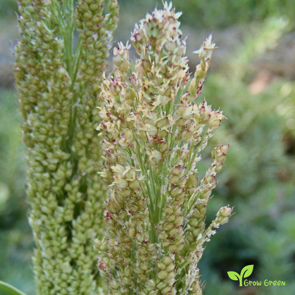 100 seeds of Jowar - SORGHUM BICOLOR + Gift 5 seeds Sunflower