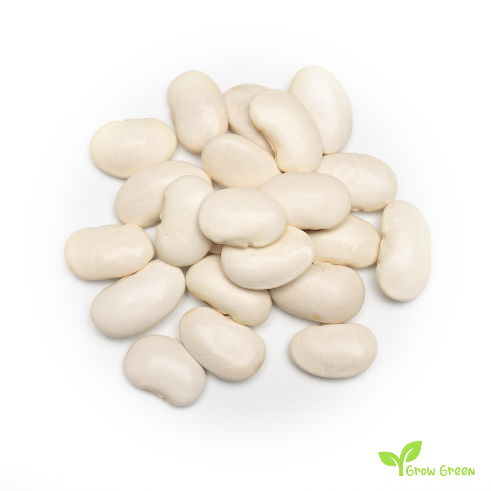 20 seeds of GIANT Lima Bean - PHASEOLUS LUNATUS - Butter Bean + Gift 5 seeds Sunflower