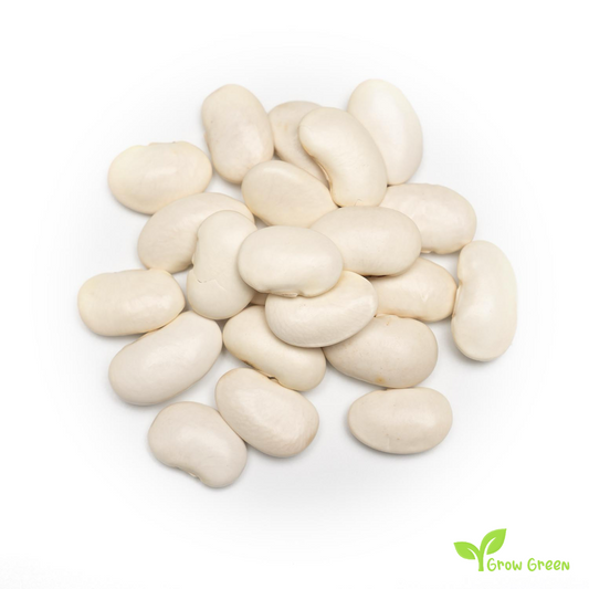 20 seeds of GIANT Lima Bean - PHASEOLUS LUNATUS - Butter Bean + Gift 5 seeds Sunflower