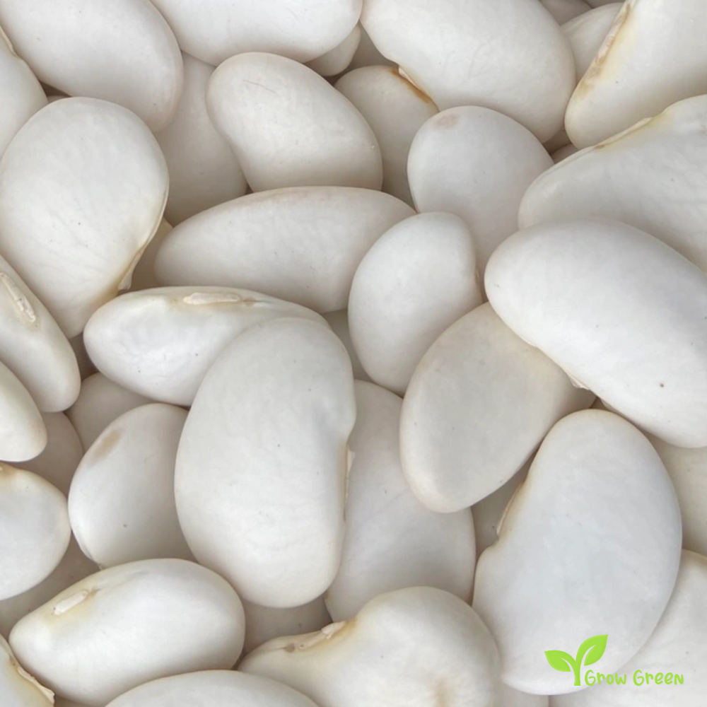 20 seeds of GIANT Lima Bean - PHASEOLUS LUNATUS - Butter Bean + Gift 5 seeds Sunflower