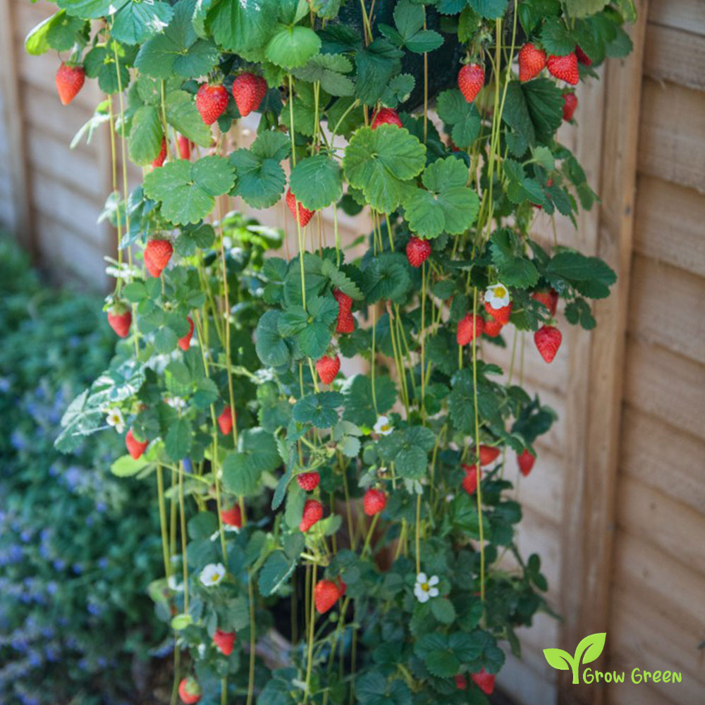 30 seeds of Climbing Strawberry - FRAGARIA ANANASSA + Gift 5 seeds Sunflower