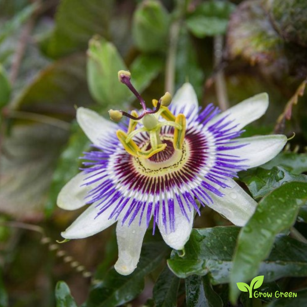 30 seeds of PASSIFLORA EDULIS - Passion Fruit + Gift 5 seeds Sunflower