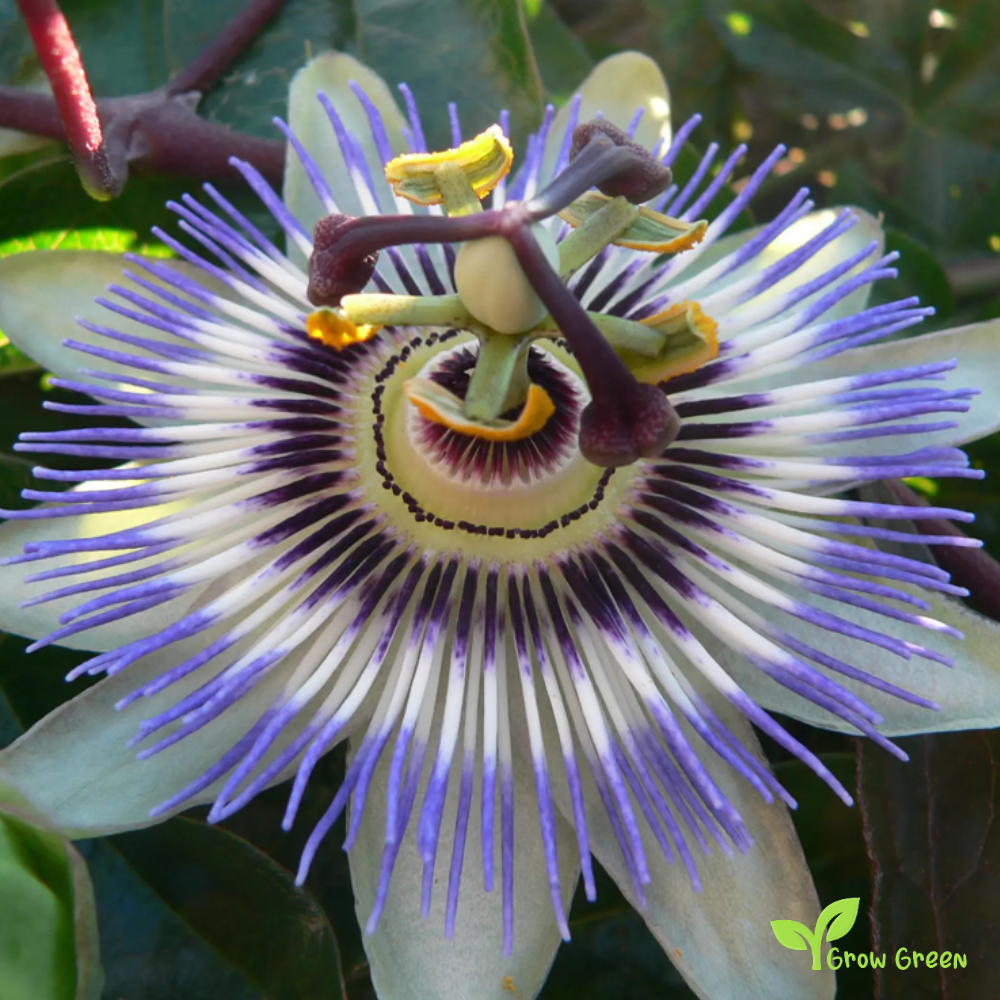 30 seeds of PASSIFLORA EDULIS - Passion Fruit + Gift 5 seeds Sunflower