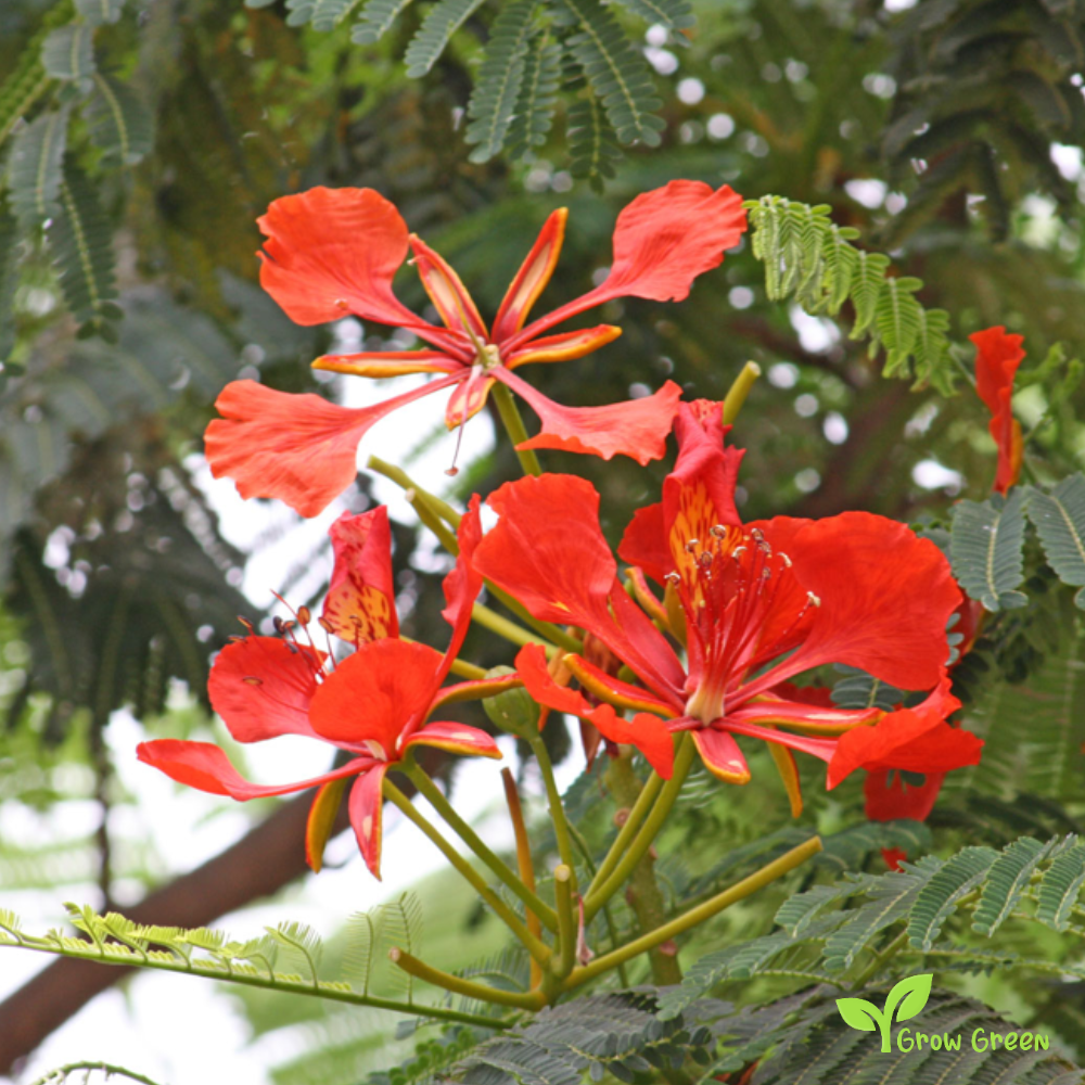3 seeds of Flamboyant - DELONIX REGIA - Flame tree + Gift 5 seeds Sunflower