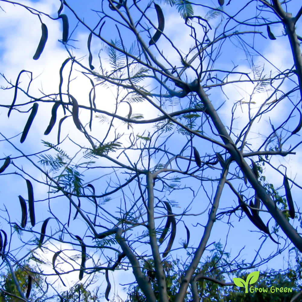 3 seeds of Flamboyant - DELONIX REGIA - Flame tree + Gift 5 seeds Sunflower