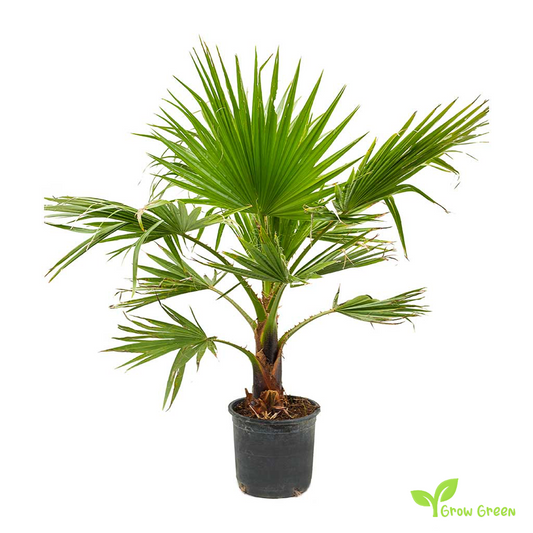 20 seeds of Mexican Fan Palm - WASHINGTONIA ROBUSTA - TREE + Gift 5 seeds Sunflower