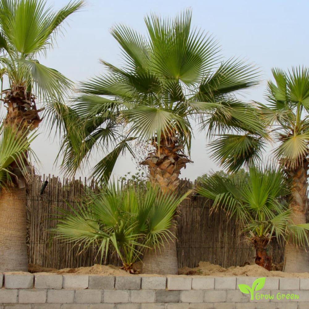 20 seeds of Mexican Fan Palm - WASHINGTONIA ROBUSTA - TREE + Gift 5 seeds Sunflower