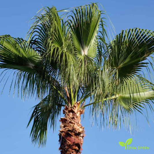 20 seeds of Mexican Fan Palm - WASHINGTONIA ROBUSTA - TREE + Gift 5 seeds Sunflower