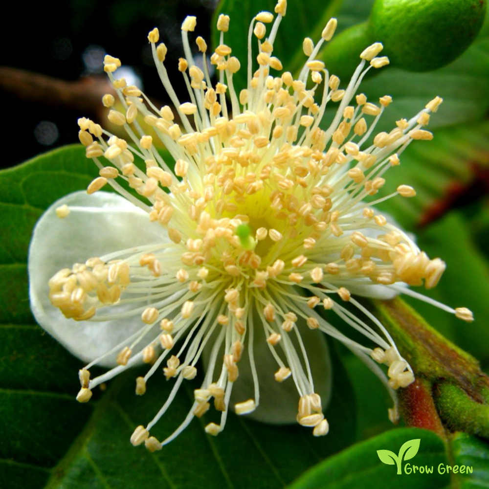 25 seeds of Guava - PSIDIUM GUAJAVA - Yellow Guava + Gift 5 seeds Sunflower