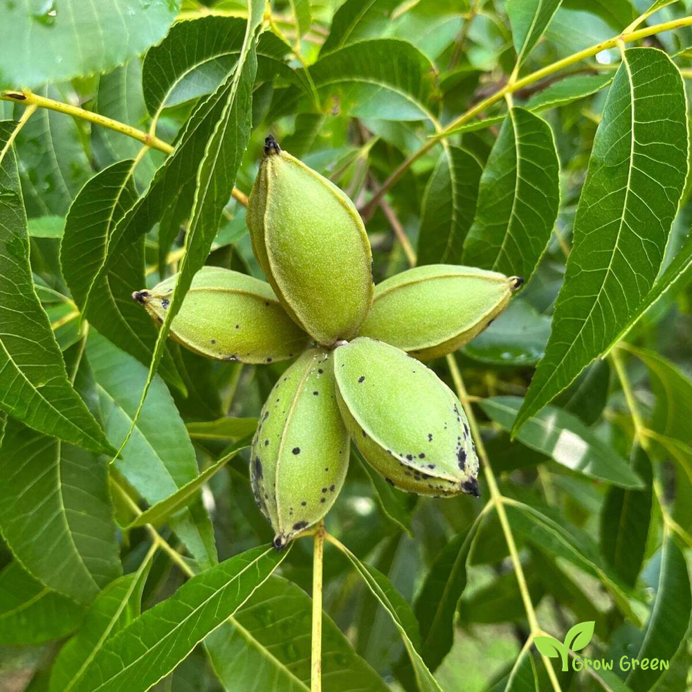 3 seeds of Pecan - CARYA ILLINOINENSIS - Nut + Gift 5 seeds Sunflower