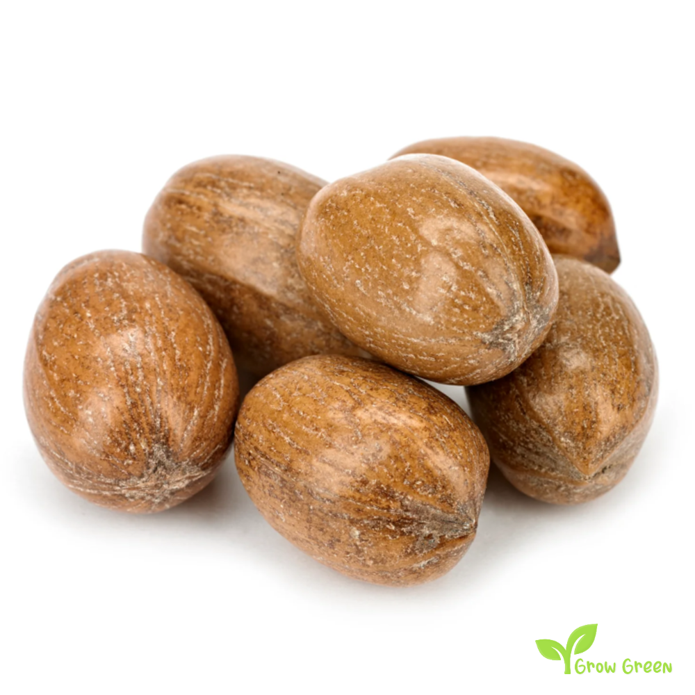 3 seeds of Pecan - CARYA ILLINOINENSIS - Nut + Gift 5 seeds Sunflower